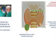 Πρωτοπαθής υπερπαραθυρεοειδισμός-διπλό αδένωμα (το ένα έκτοπο) παραθυρεοειδούς: με αφορμή ασθενή μας