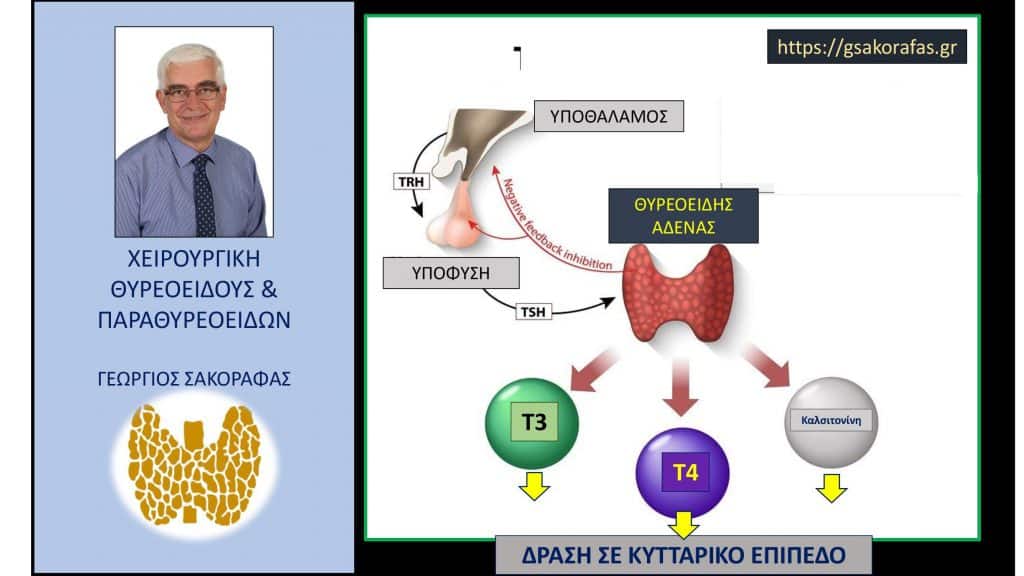 Θυρεοειδής – γιατί είναι τόσο σημαντικός για τον οργανισμό μας? Θυρεοειδής – γιατί είναι τόσο σημαντικός για τον ανθρώπινο οργανισμό?